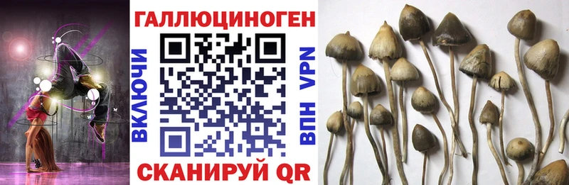 дарк нет наркотические препараты  Новая Усмань  Галлюциногенные грибы прущие грибы 